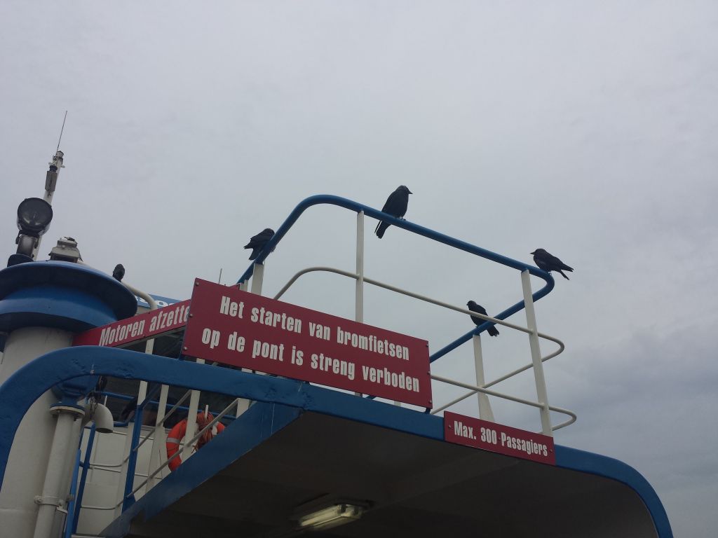 Velsen Ferry with birds