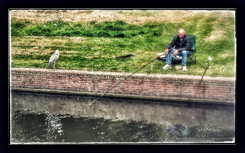 heron waiting for fish in amsterdam