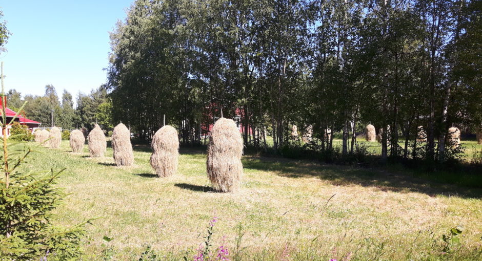 Drying hay near Oulu Finland
