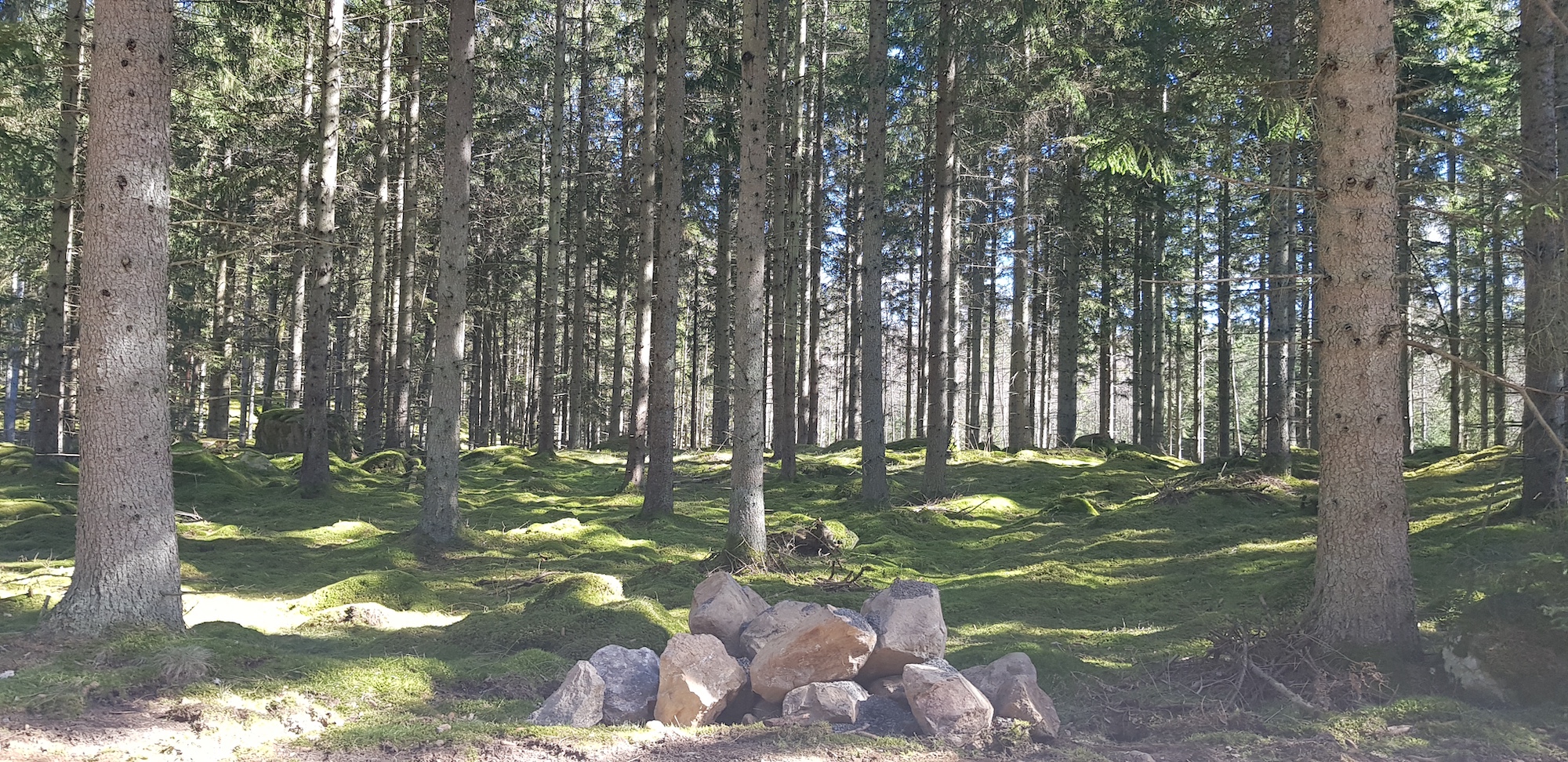 olastorp-ostra-goinge-skog